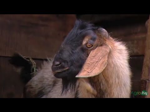 Consejos Esenciales para Escalar en Zonas Alpinas