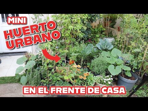 Cultivando Alimentos Frescos en la Ciudad