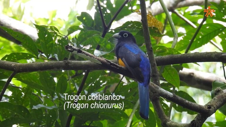 Atractivos Naturales para el Avistamiento de Aves