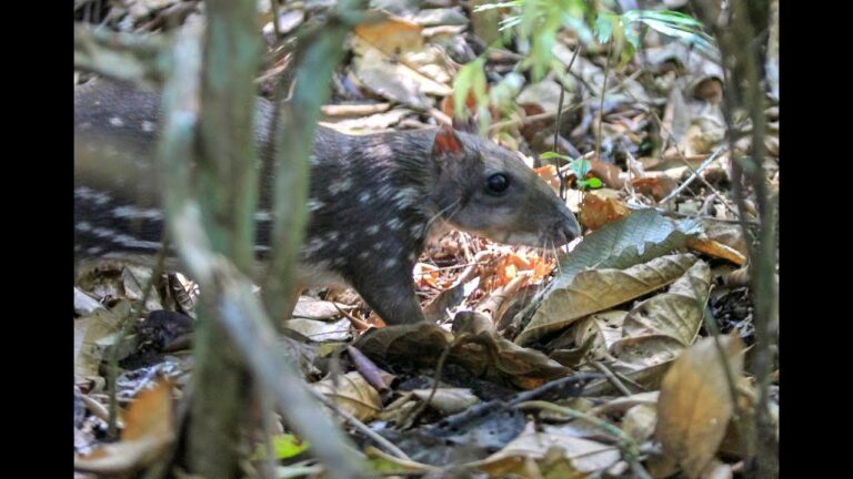 H&aacute;bitats Protegidos: Refugios Esenciales para la Fauna Silvestre