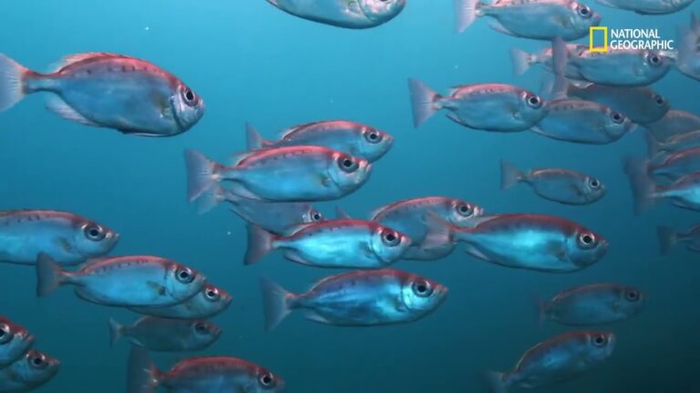 Conservaci&oacute;n de Zonas Costeras y su Diversidad Marina