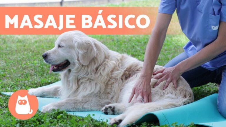 Relajación en Zonas Verdes: Bienestar para Mascotas