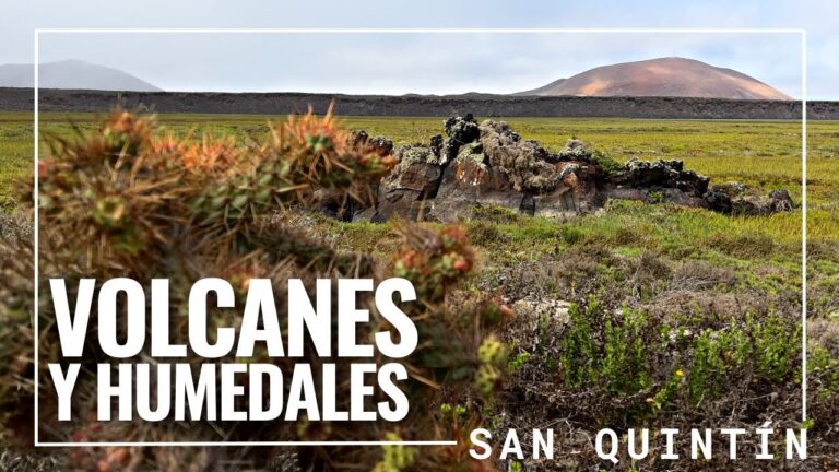 Avistamiento de Aves en Islas Aisladas: Un Para&iacute;so Natural