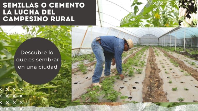 Beneficios de las Huertas Urbanas en Espacios Verdes