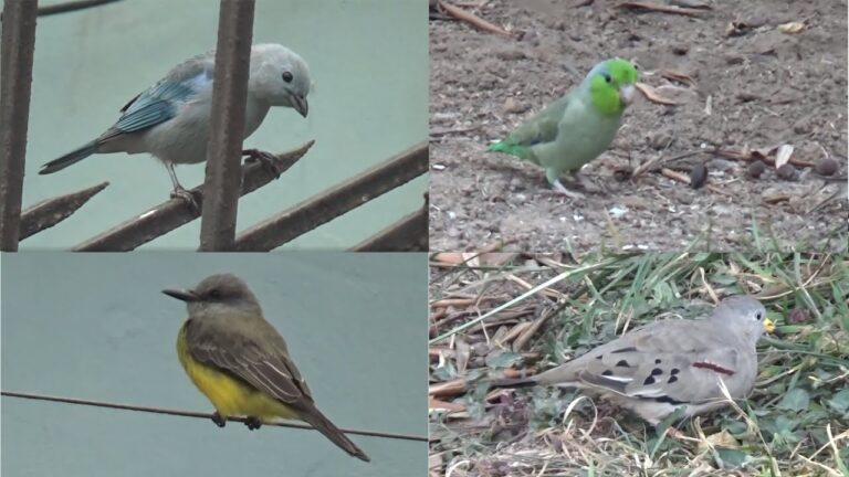 Avistamiento de Aves en Paseos en Bicicleta por Parques