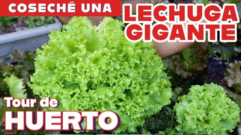 Jardiner&iacute;a Urbana: Cultiva tu Dieta Equilibrada