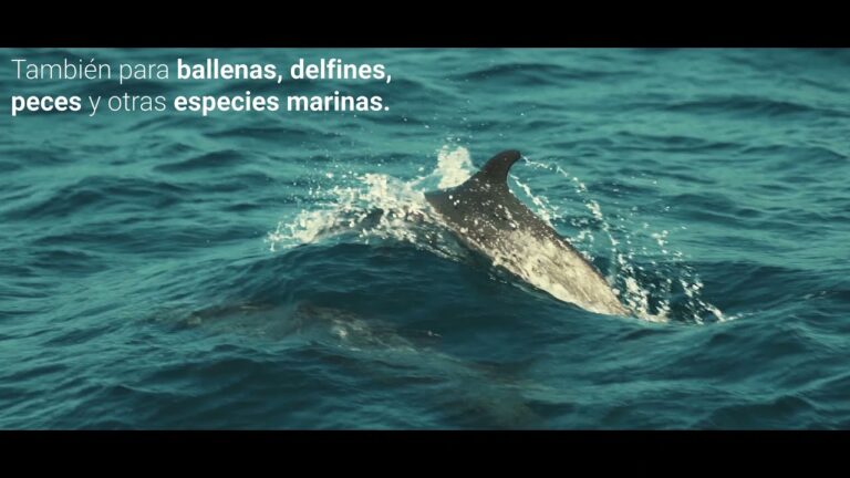 Conexión Profunda con la Naturaleza en Reservas Marinas