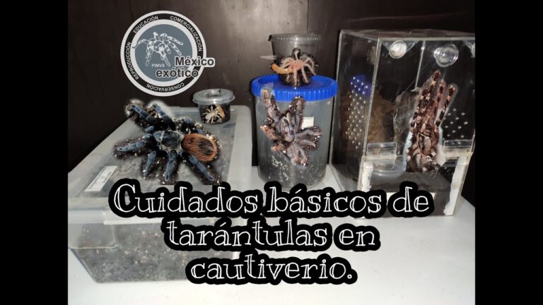 Cuidados Esenciales para la Crianza en Cautiverio