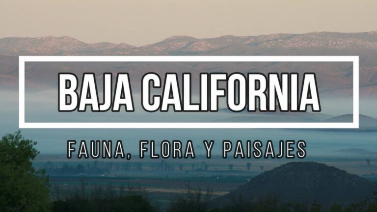 Aves del Desierto: Descubriendo la Fauna en Paisajes Ásperos