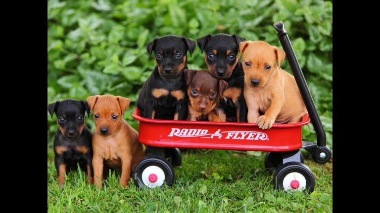 Conexi&oacute;n Natural: Espacios de Relax para Mascotas