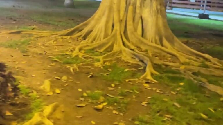 Relajaci&oacute;n en Parques Naturales: Espacios Recreativos para el Bienestar