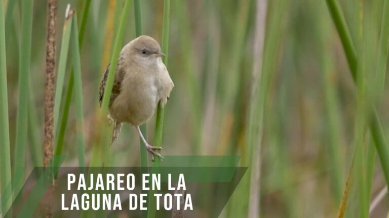 Descubriendo la Avifauna en Lagos y Lagunas