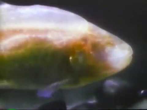 Los Misterios de los Lagos Subterráneos