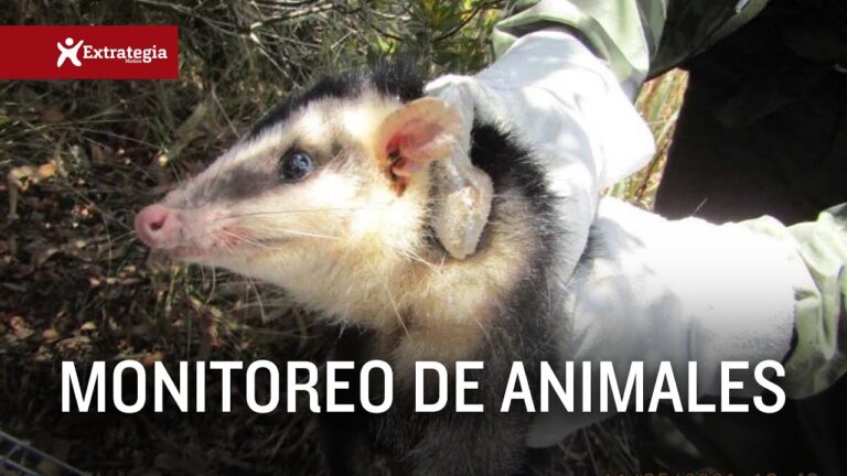 Conservaci&oacute;n de Especies en Parques de Monta&ntilde;a: Estrategias y Desaf&iacute;os