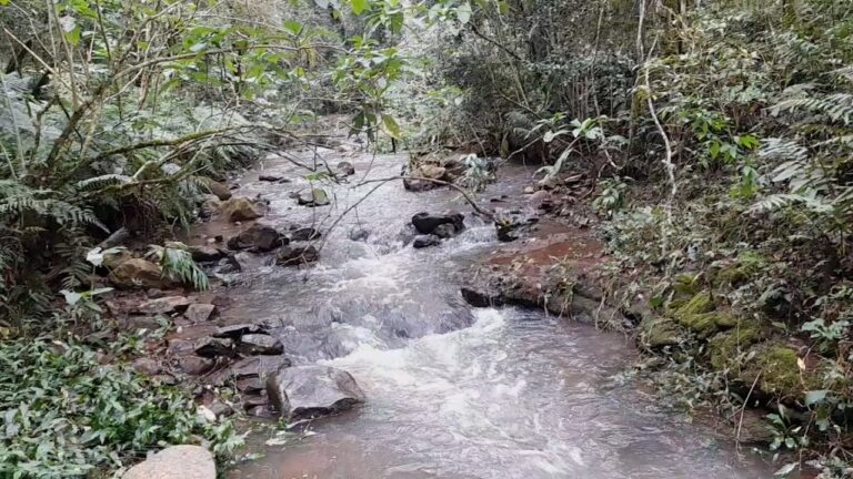 Armonía Natural en Parques y Jardines Privados