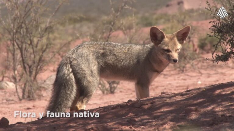 Descubriendo la Biodiversidad en Parques Nacionales