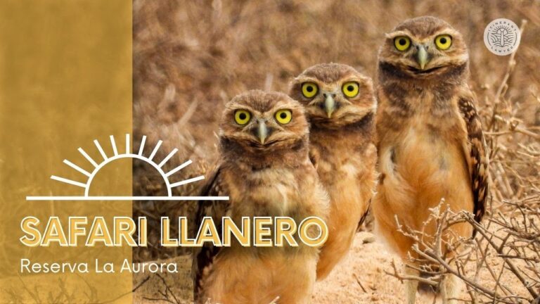 Avistamiento de Animales: Explorando Reservas de Caza