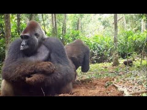 Dinámicas de Poblaciones Animales en Reservas de Caza