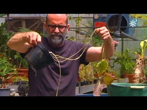 Actividades Educativas en Jardines Bot&aacute;nicos: Aprendizaje y Naturaleza