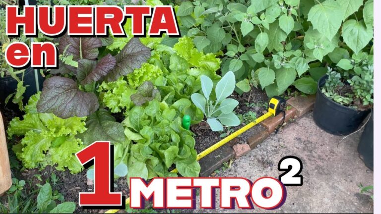 Cosecha Orgánica en Jardines y Huertos Urbanos: Guía Práctica