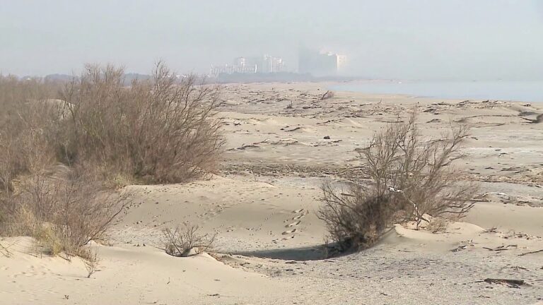 Aves Marinas en Acantilados: Especies y H&aacute;bitos